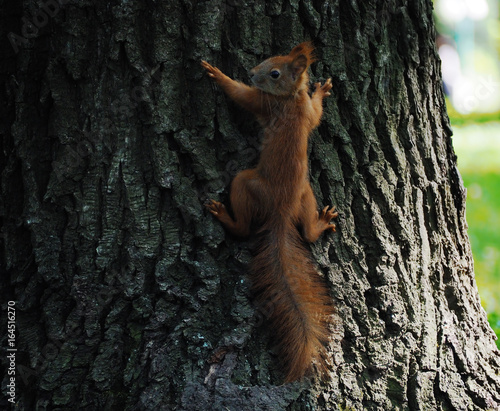 Squirrel cute at the tree  looking at the camera © Sergii Mironenko