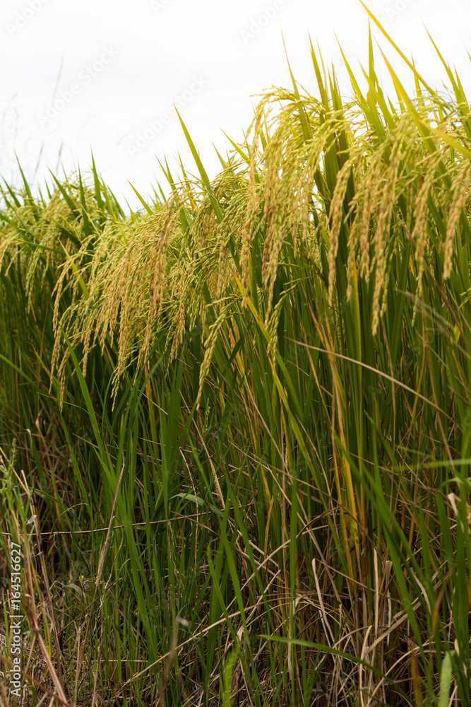 Fototapeta premium Close-up view of low golden yellow rice.