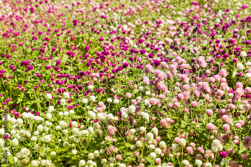 colourful globe amaranth flower bed with white, pink and purple flowers