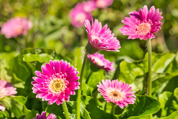 Handdoek met foto Gerbera Paarse mini gerbera's in tuin  © Patrik Stedrak