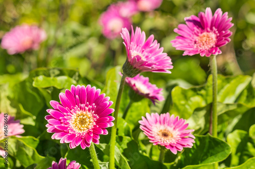 Fototapeta Naklejka Na Ścianę i Meble -  closeup of purple mini gerbera daisies growing in garden