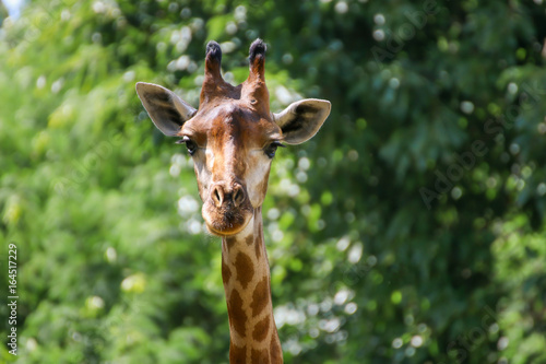 Giraffe that animal live in savanah, popular model about evolution biology © Suttisak