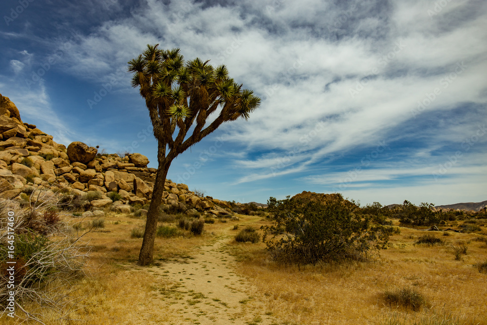 Joshua Tree Desert Boulder Landscape