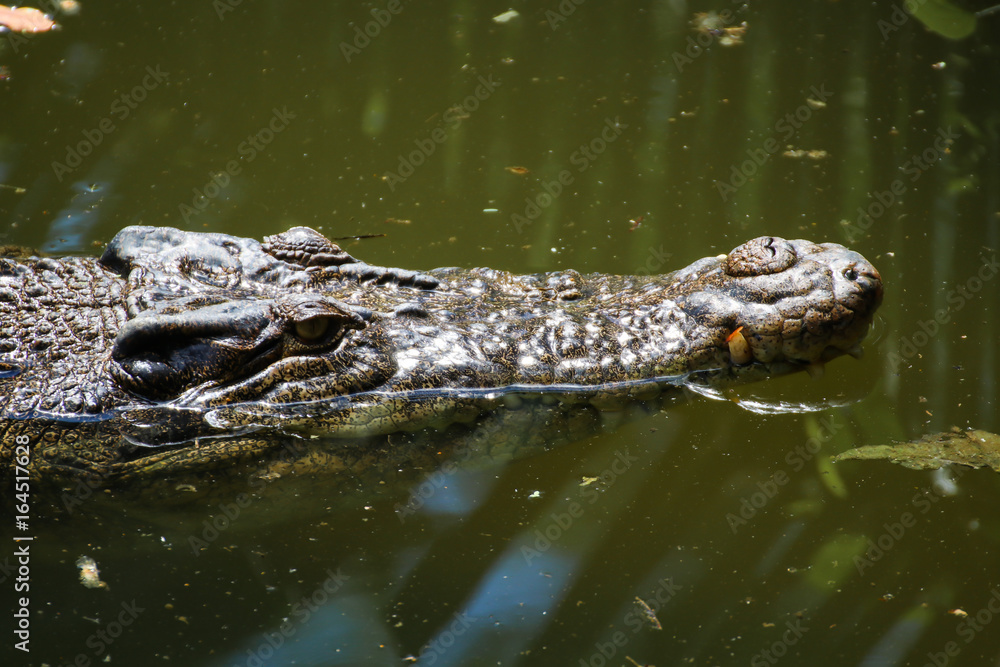 The Crocodile, Crocodiles are large reptiles found in tropical regions of Africa, Asia, the Americas and Australia The Crocodile, Crocodiles are large reptiles found in tropical regions of Africa, Asia, the Americas and Australia