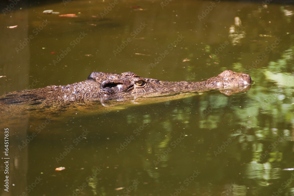The Crocodile, Crocodiles are large reptiles found in tropical regions of Africa, Asia, the Americas and Australia