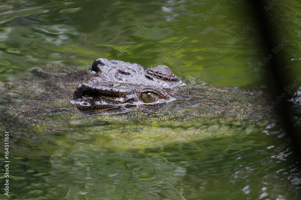 The Crocodile, Crocodiles are large reptiles found in tropical regions of Africa, Asia, the Americas and Australia The Crocodile, Crocodiles are large reptiles found in tropical regions of Africa, Asia, the Americas and Australia