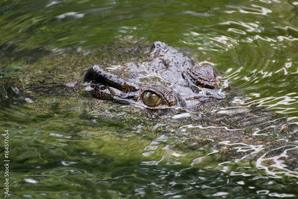The Crocodile, Crocodiles are large reptiles found in tropical regions of Africa, Asia, the Americas and Australia The Crocodile, Crocodiles are large reptiles found in tropical regions of Africa, Asia, the Americas and Australia