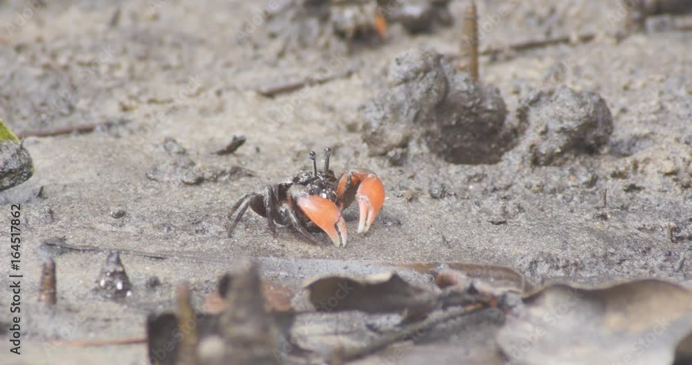 Mud crabs feeding and flixing burrows in a mangrove tidal flat Mud crabs feeding and flixing burrows in a mangrove tidal flat
