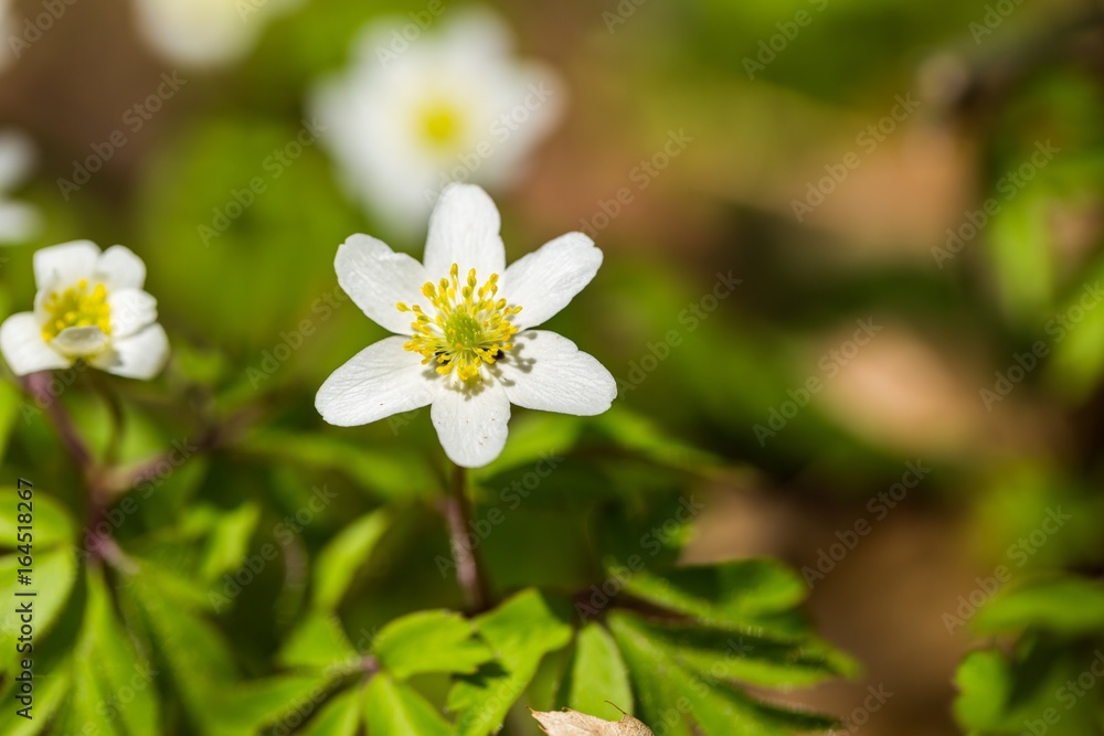 White anemones flowers blooming in spring White anemones flowers blooming in spring