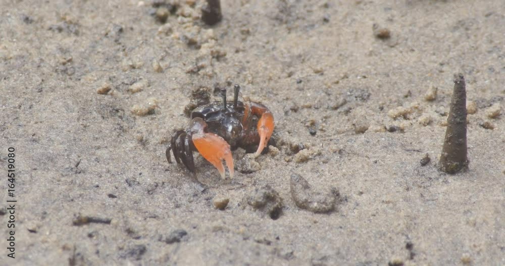 Mud crabs feeding and flixing burrows in a mangrove tidal flat Mud crabs feeding and flixing burrows in a mangrove tidal flat