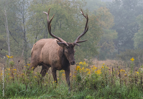 Bull Elk