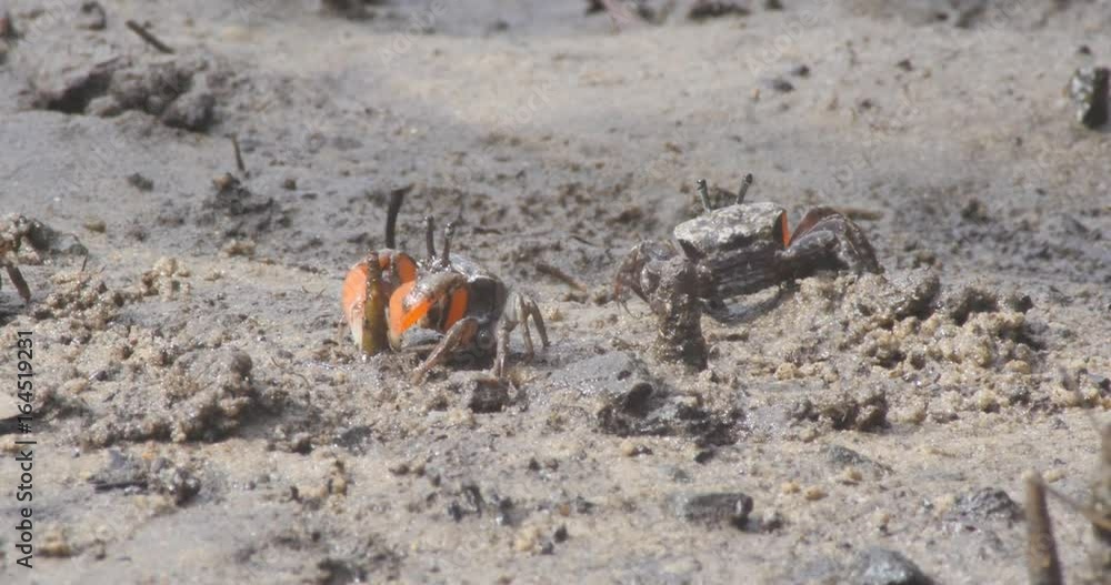 Mud crabs feeding and flixing burrows in a mangrove tidal flat Mud crabs feeding and flixing burrows in a mangrove tidal flat