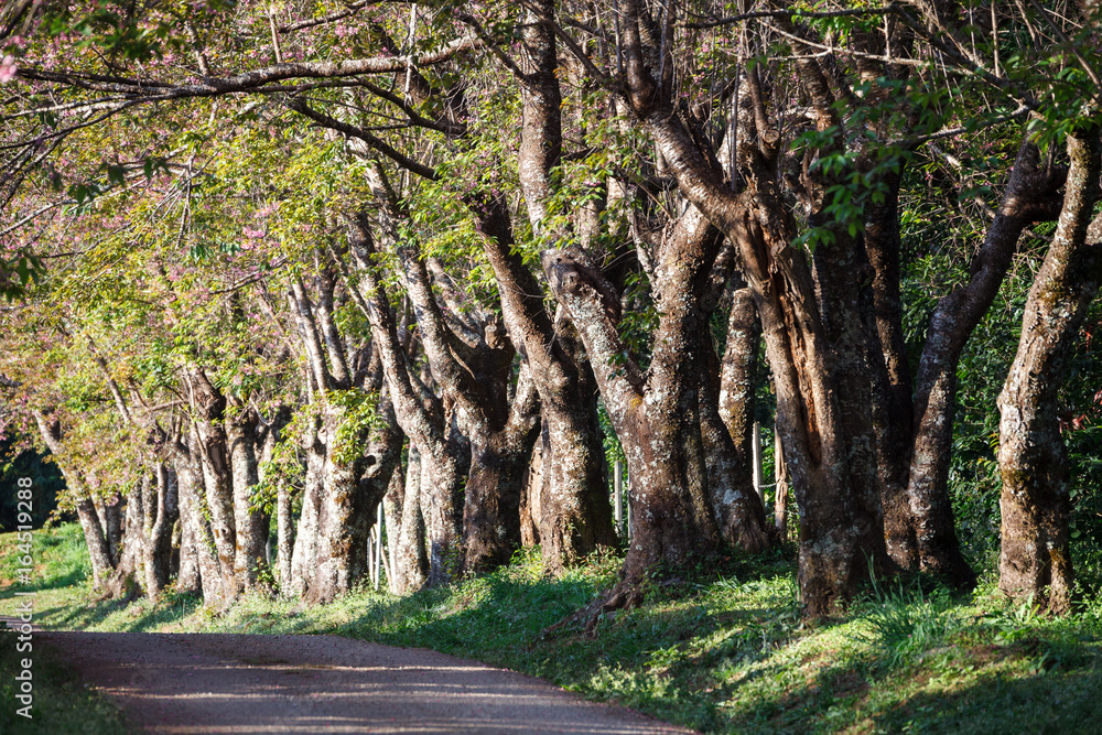 Cherry tree pathway in Khun Wang ChiangMai, Thailand. Cherry tree pathway in Khun Wang ChiangMai, Thailand.