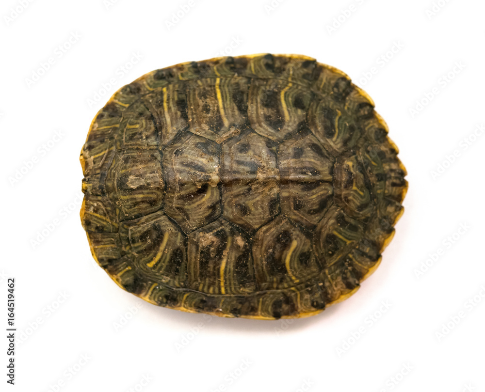 Fototapeta premium top of a pet turtle red-eared slider or Trachemys scripta elegans