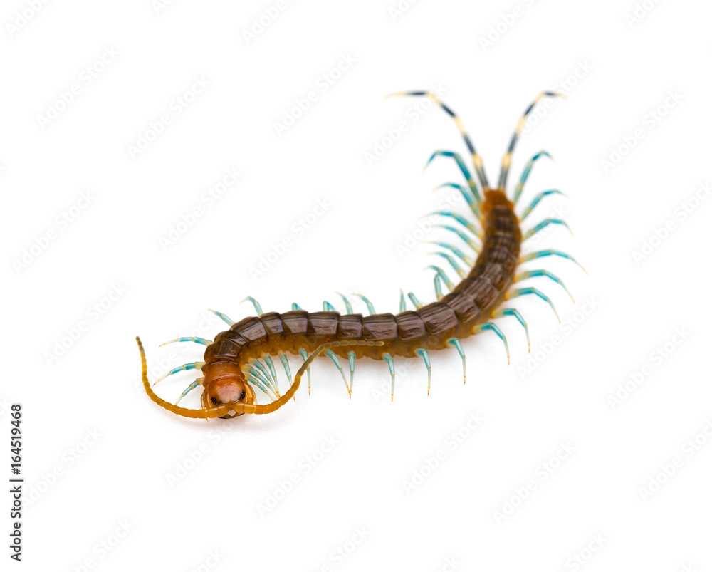 Fototapeta premium Centipede on a white background
