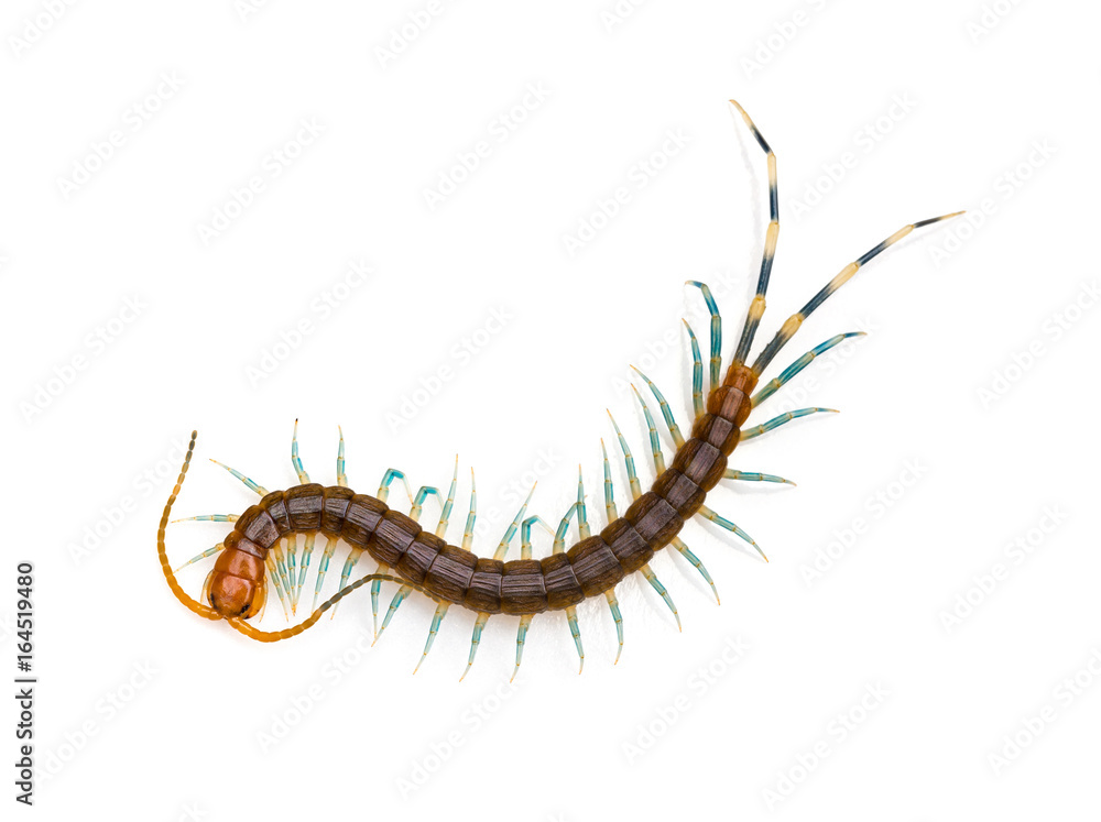top view Centipede on a white background top view Centipede on a white background