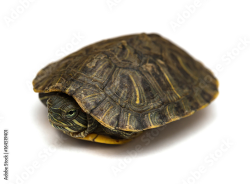 pet turtle red-eared slider or Trachemys scripta elegans hides its head under the shell