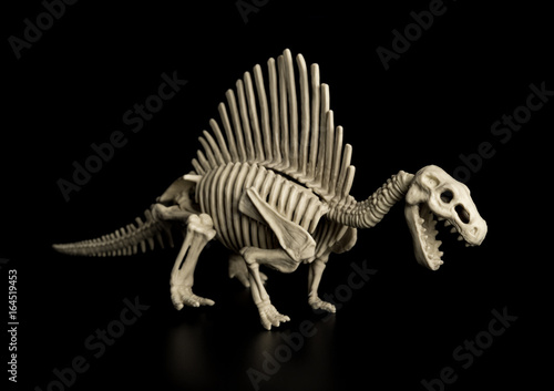 spinosaurus skeleton on a black background © Freer