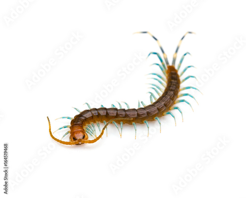 Centipede on a white background