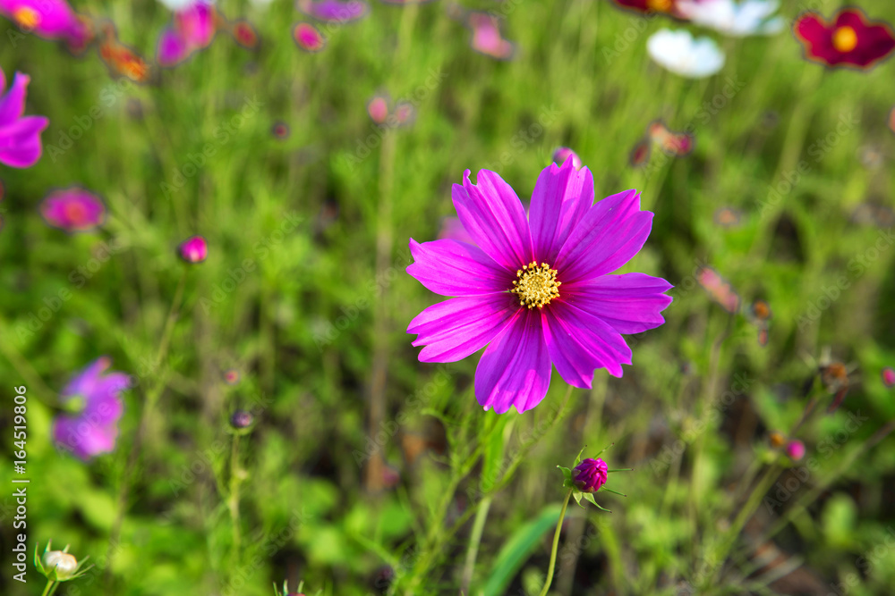 Beautiful pink flower Cosmos. With the evening light.Blake behind the mountain.Soft focus and background blurred Beautiful pink flower Cosmos. With the evening light.Blake behind the mountain.Soft focus and background blurred