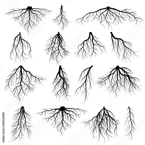 Set of tree roots photo