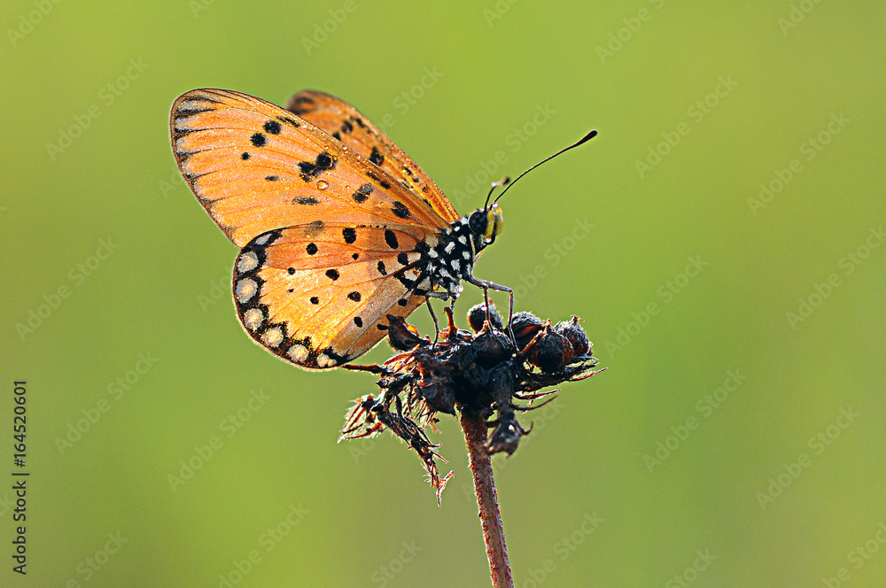 Fototapeta premium Monarch butterfly is feeding on a flower on a green background.