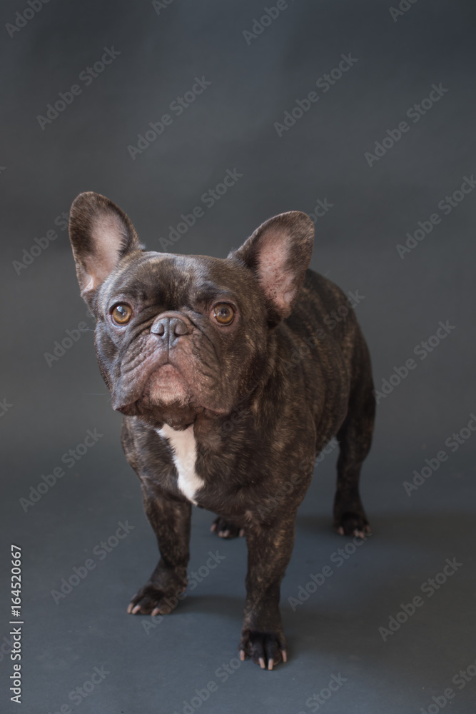 Studio portrait of French Bulldog on grey background