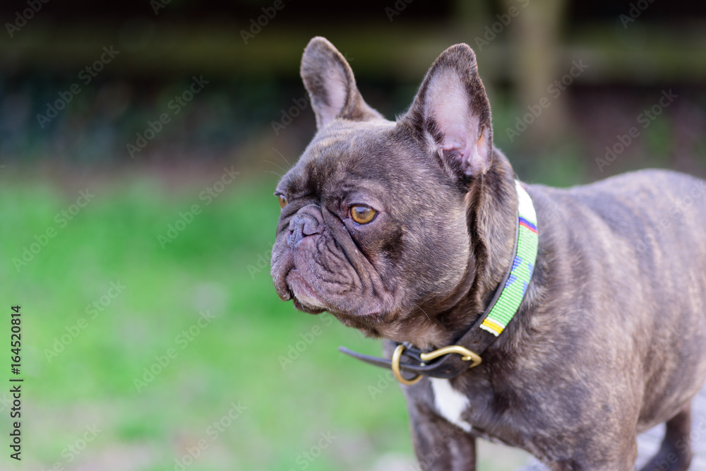 French Bulldog with colorful collar