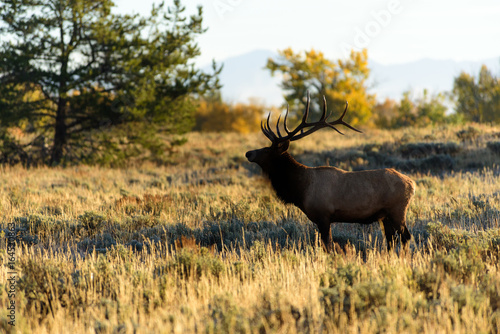Bugling Elk, Jackson Hole