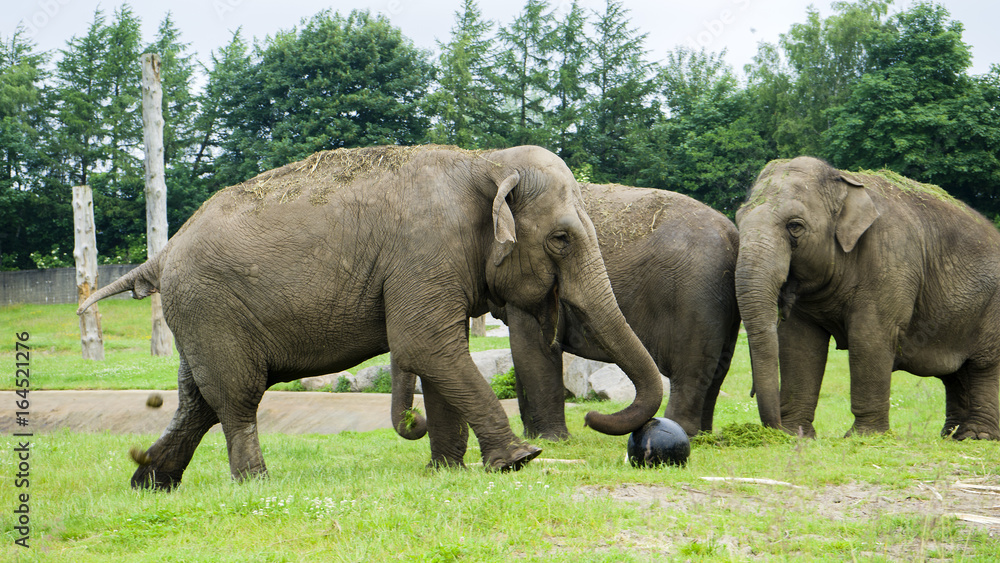 Denmark. Givskud zoo.