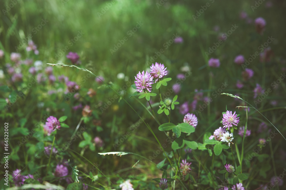 Clover flowers in green grass. Toned. Pink clover
Clover flowers in green grass. Toned. Pink clover