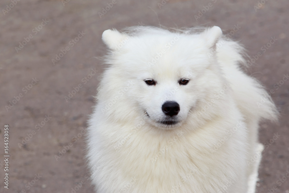 Dog breed Samoyed