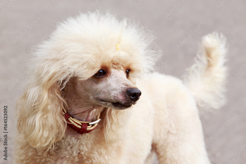 Dog of the Poodle breed