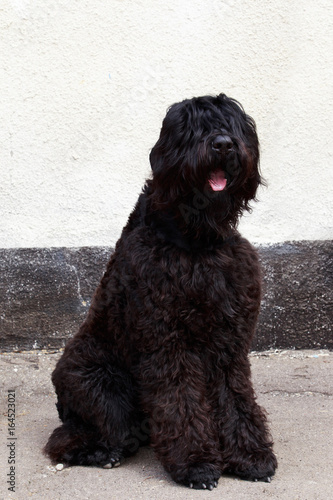 Dog breed Russian Black Terrier