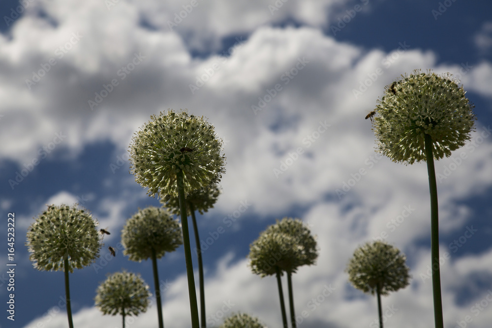 Allium, Ball Shaped Flowers Against a Blue Sky and Crisp White Clouds,Whimsical, Daytime, Horizontal View Allium, Ball Shaped Flowers Against a Blue Sky and Crisp White Clouds,Whimsical, Daytime, Horizontal View