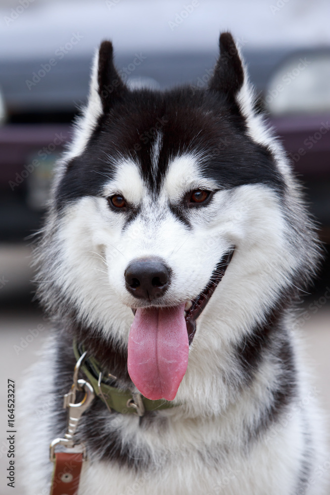 Dog breed Alaskan Malamute