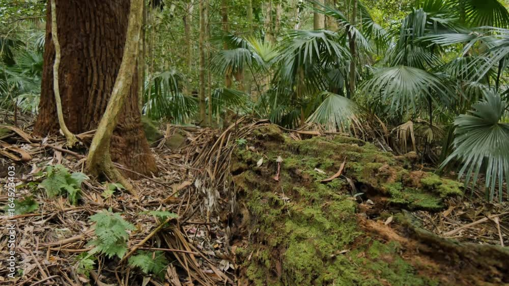 Natural environment lush Rainforest Australian Landscape Natural environment lush Rainforest Australian Landscape