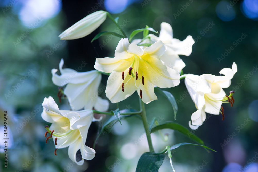 Fototapeta premium ゆりの花