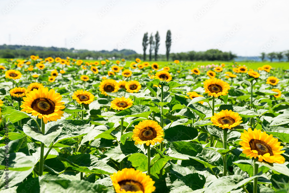 Obraz premium ひまわり畑