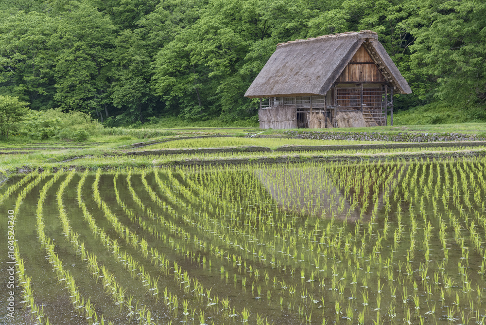 Rice field in Historical village of Shirakawa-go. Shirakawa-go is one of Japan's UNESCO World Heritage Sites located in Gifu Prefecture, Japan. Rice field in Historical village of Shirakawa-go. Shirakawa-go is one of Japan's UNESCO World Heritage Sites located in Gifu Prefecture, Japan.