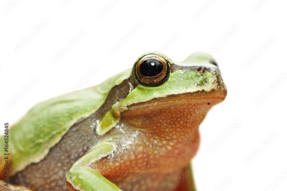Fototapeta premium cute isolated portrait of green tree frog