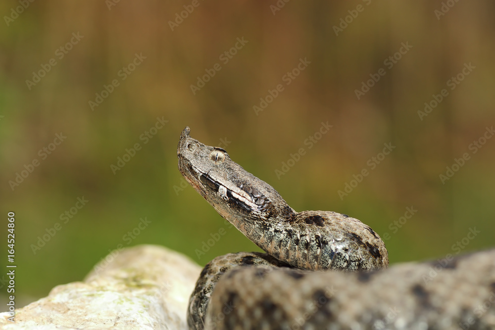 Fototapeta premium dangerous snake ready to attack
