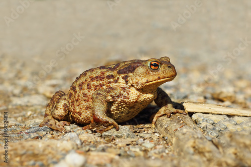 common toad on gravel