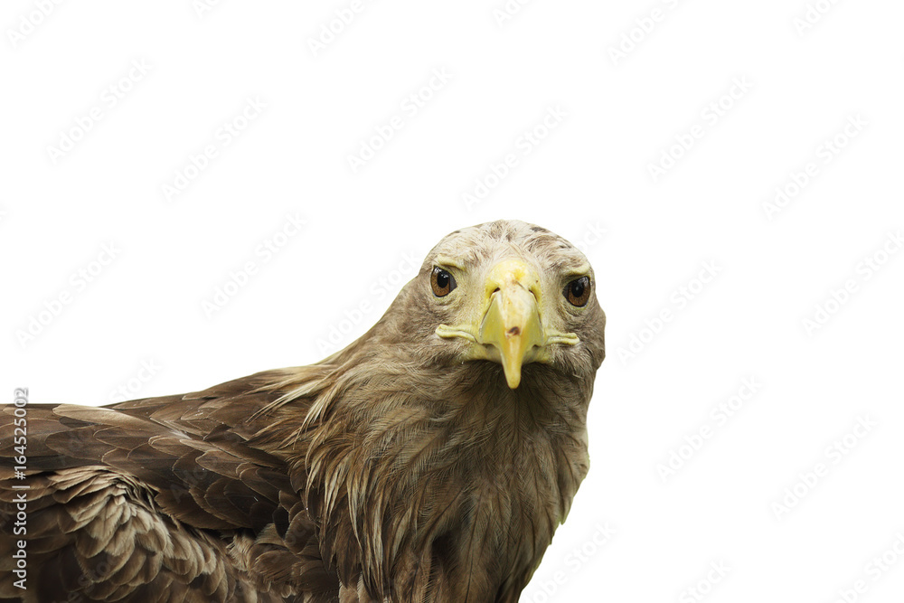 Fototapeta premium portrait of isolated white tailed eagle