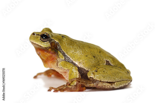 studio shot of european tree frog