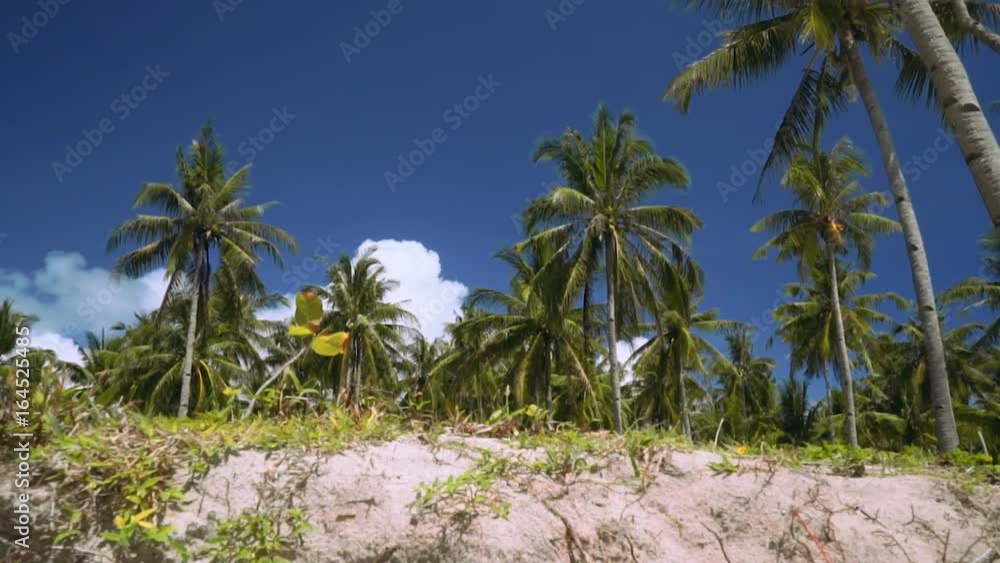 Camera moving from sand to palm trees Camera moving from sand to palm trees