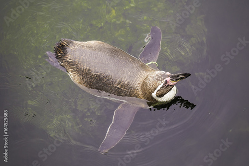 Schwimmender Pinguin photo