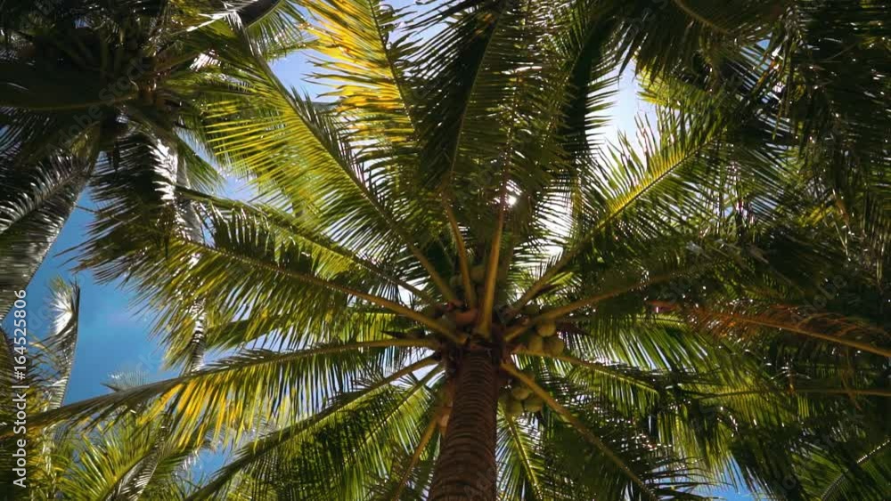 Lush palm trees with coconuts viewed from low angle, sun flare Lush palm trees with coconuts viewed from low angle, sun flare