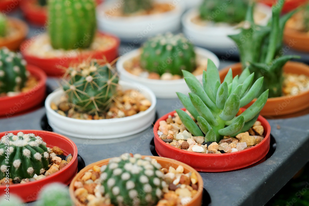 Hobby gardening with many of sprout cactus in Nursery garden for sale make money