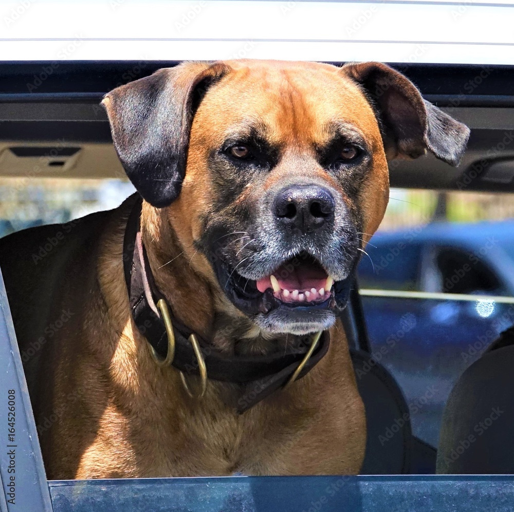 Obraz premium Dog in Car Window